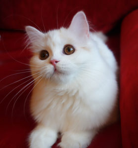 белый котенок купить спб, белая кошечка Спб, британский белый котенок