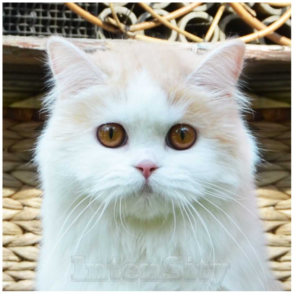 шотландская кошка, scottish straight longhair