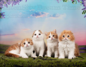 Котята шотландские купить, породистые котята спб, вислоухие котята СПб, окрас красный биколор, окрас британсой кошки, окрас шотландской кошки