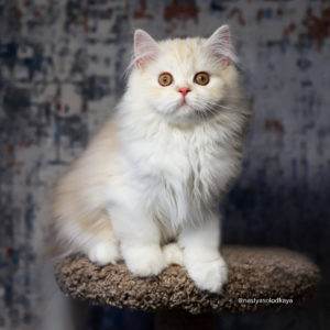 Хайленд страйт, рыжий котенок спб, окрас мраморный