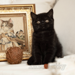 шотландский черный котенок, британский черный котенок, котенок черный солид