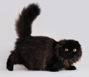 черная вислоухая кошка, черный солид фолд, SFL n