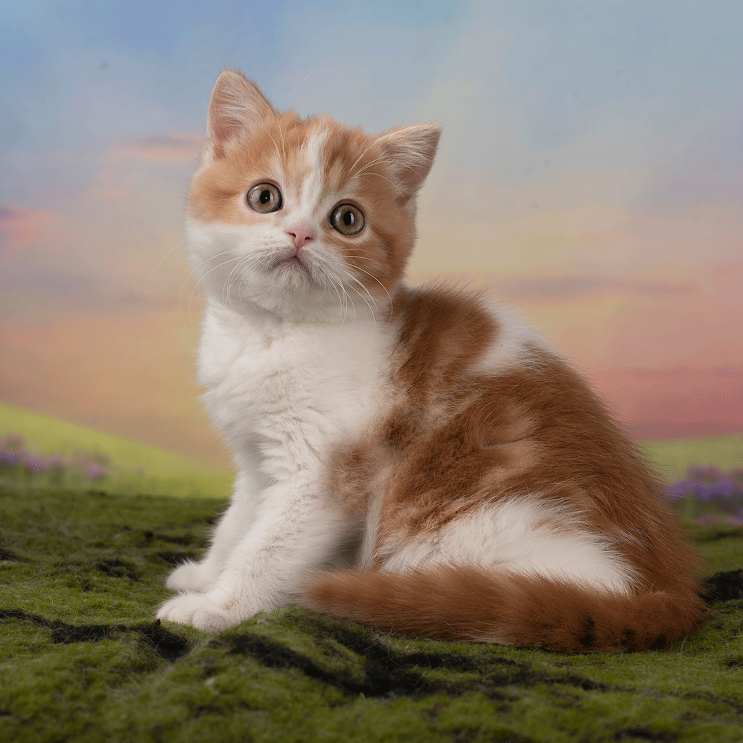 рыжий котенок, рыжий шотландский котенок, красный мраморный котенок