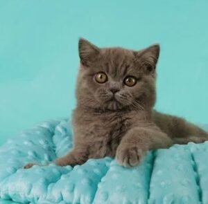 Голубой британец, голубой котик, голубой котенок купить спб, шотландский котенок лилового окраса