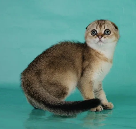 Купить шотландского вислоухого котенка СПб | IntenSity - питомник кошек в  Санкт-Петербурге