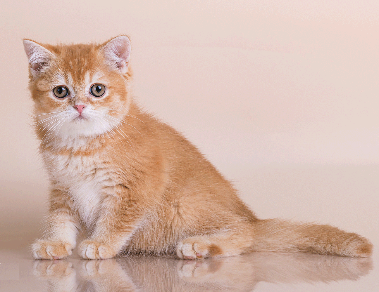 британсие котята спб, рыжий британский котенок спб, окрас d25, питомник кошек спб