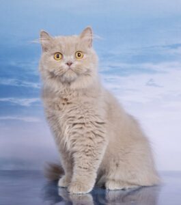 лиловый окрас кошек, шотландский лиловый котенок, британский голубой котенок