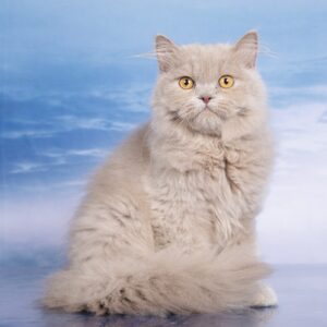 лиловый хайленд страйт, лиловый британский котенок