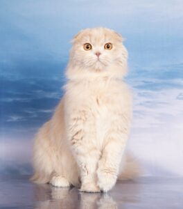 Scottish fold longhair, SFL e, солид крем, кремовый окрас кошки, рыжий котенок спб